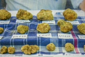 Truffes blanches d'Alba